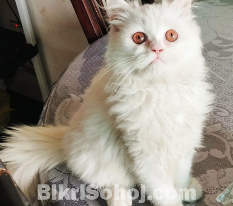 Persian cat